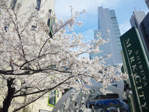 sakura0327.jpg